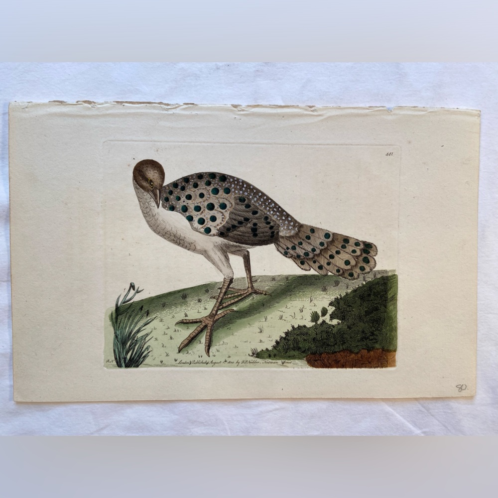 Antique Bird Print Rare,‎ Hand Colored Engraving 6” x 9”, 1800